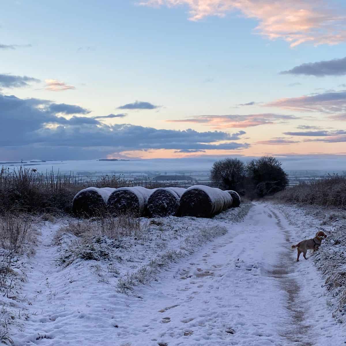 Snow-covered rural landscape with hay bales, winter sky, and a dog on a snowy path.